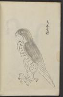 ku-speccoll:13545-24