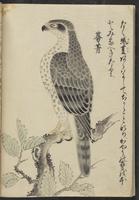 ku-speccoll:13741-184