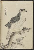 ku-speccoll:13741-186