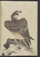 ku-speccoll:13741-190