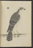 ku-speccoll:13741-192