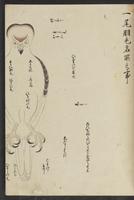 ku-speccoll:13741-193