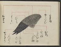 ku-speccoll:14277-10