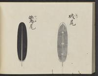 ku-speccoll:14326-344