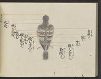 ku-speccoll:14326-350