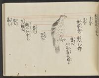 ku-speccoll:14326-351