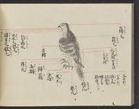 ku-speccoll:14326-352