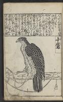 ku-speccoll:15264-19