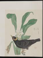 ku-speccoll:15739-13