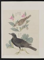 ku-speccoll:15739-14