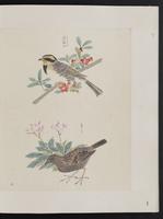 ku-speccoll:15739-19