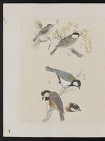 ku-speccoll:15739-20