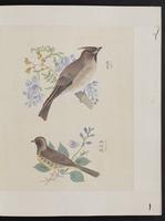 ku-speccoll:15739-21