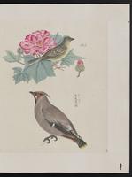 ku-speccoll:15739-23