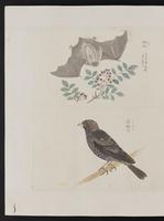 ku-speccoll:15739-24