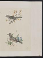 ku-speccoll:15739-25