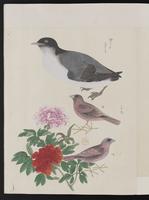 ku-speccoll:15739-26