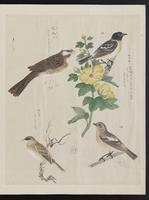 ku-speccoll:15739-27