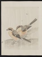 ku-speccoll:15739-30