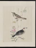 ku-speccoll:15739-31