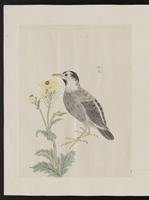 ku-speccoll:15739-32