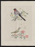 ku-speccoll:15739-34