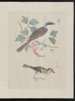 ku-speccoll:15739-35