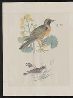 ku-speccoll:15739-36