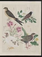 ku-speccoll:15739-37