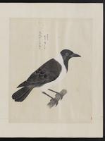 ku-speccoll:15739-39