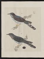 ku-speccoll:15739-40