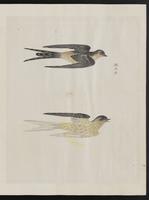 ku-speccoll:15739-43