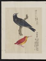 ku-speccoll:15739-44