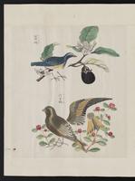 ku-speccoll:15739-46