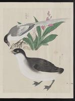 ku-speccoll:15739-47