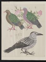 ku-speccoll:15739-50