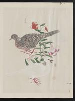 ku-speccoll:15739-51