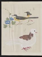 ku-speccoll:15739-52