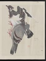 ku-speccoll:15739-53