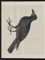 ku-speccoll:15739-54