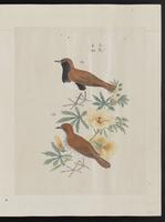 ku-speccoll:15739-55