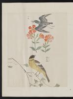 ku-speccoll:15739-56