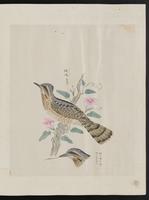 ku-speccoll:15739-57