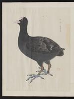 ku-speccoll:15739-58