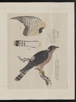 ku-speccoll:15739-59