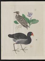 ku-speccoll:15739-60