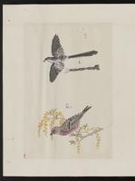 ku-speccoll:15739-62