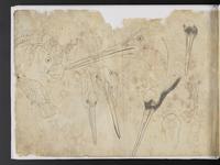 ku-speccoll:15819-13