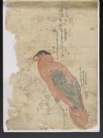 ku-speccoll:15819-15