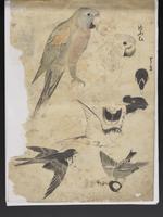 ku-speccoll:15819-21